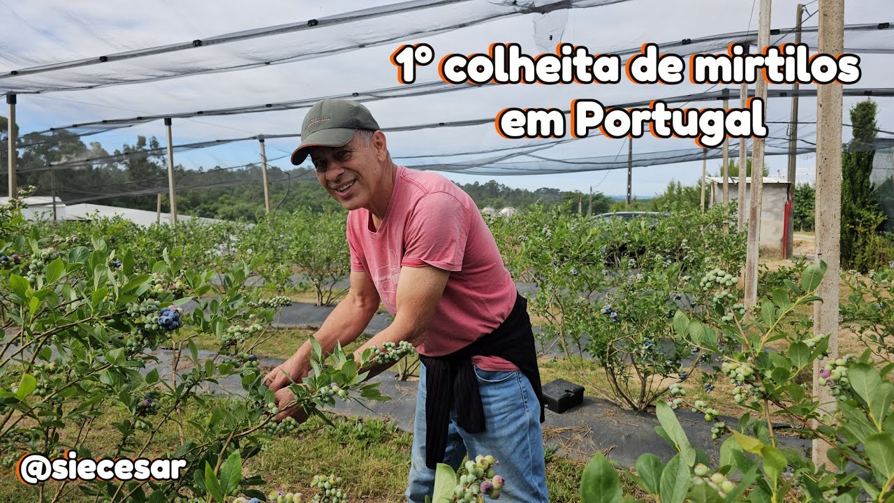 Como está sendo nossa 1° colheita de mirtilos na vila em Portugal
