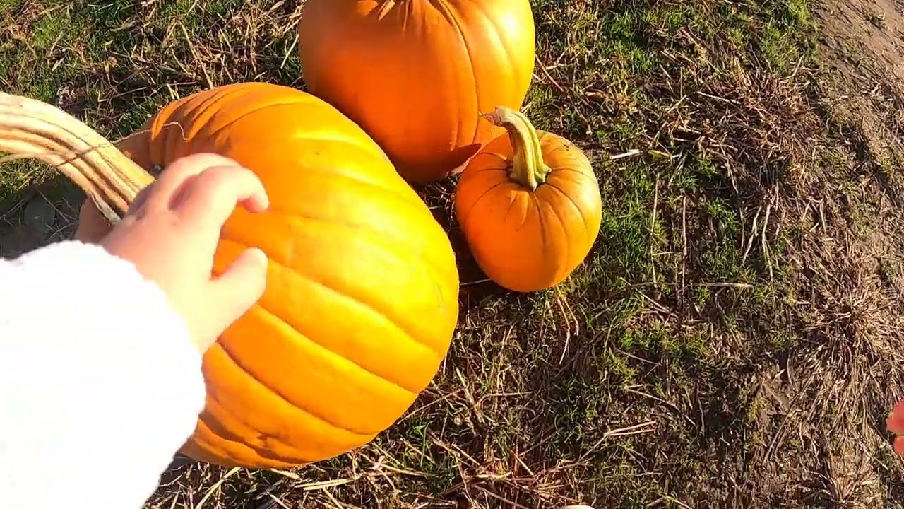 Pumpkin Patch 10-20-25  PT2
