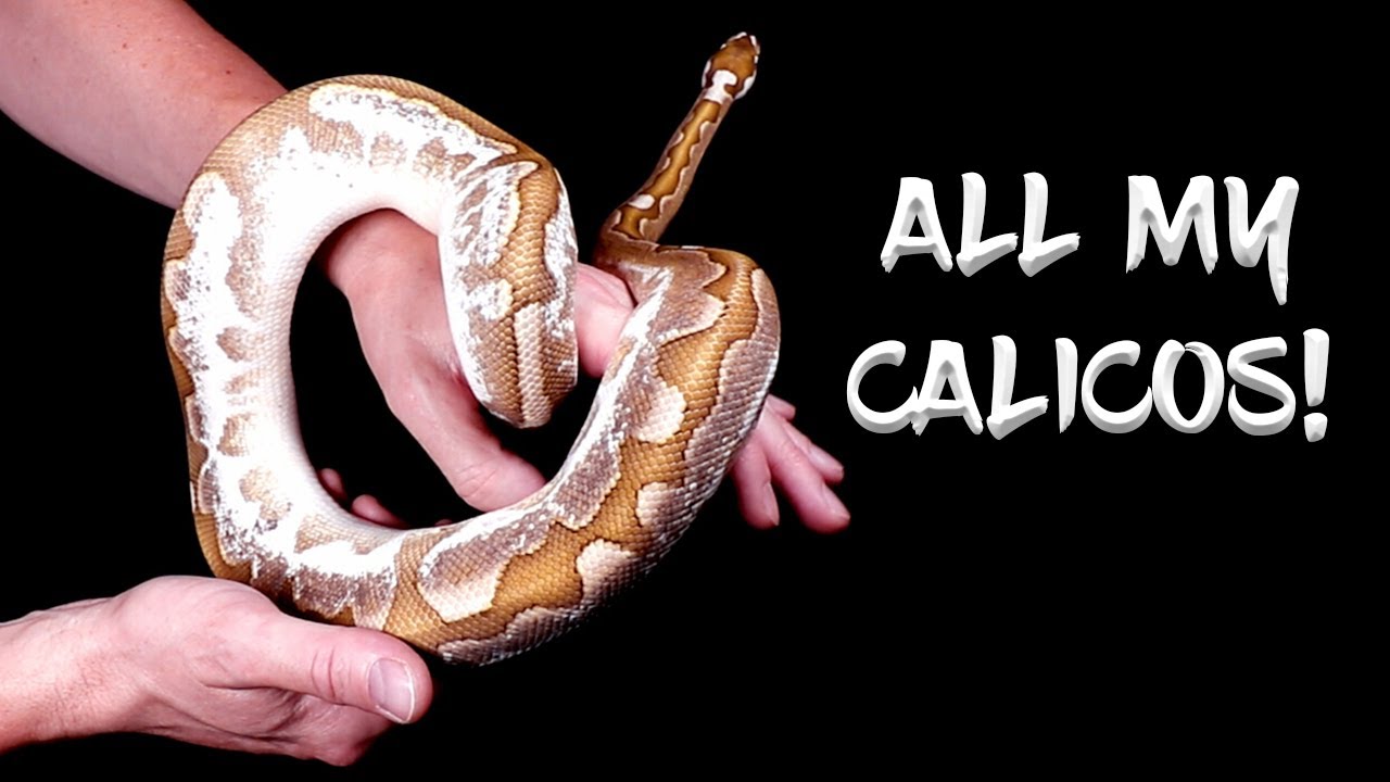 See All of my Calico Combo Ball Pythons!