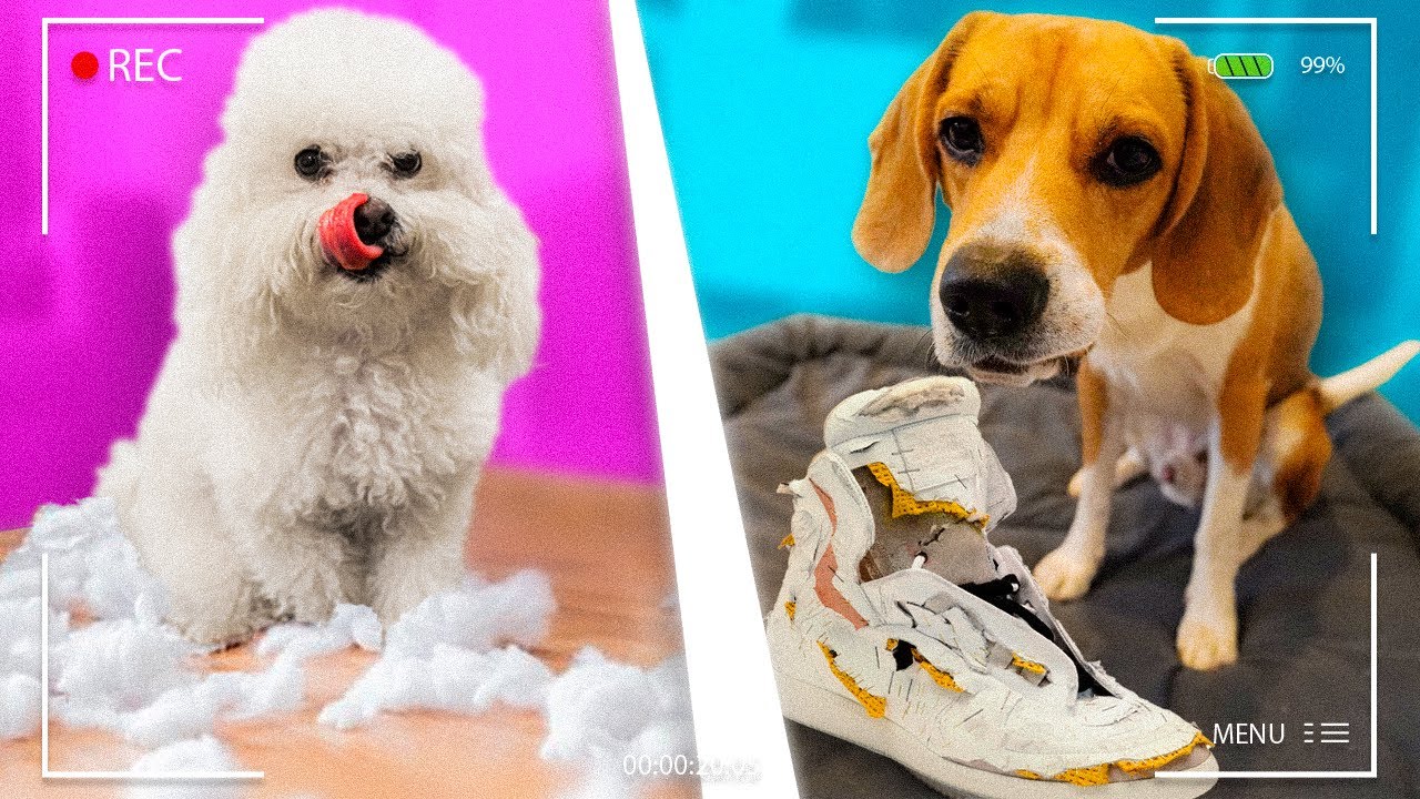 PUSIMOS C&Aacute;MARAS ESCONDIDAS Y ESPIAMOS A NUESTRAS MASCOTAS 🐶 NO VAS A CREER LO QUE PAS&Oacute; 😩