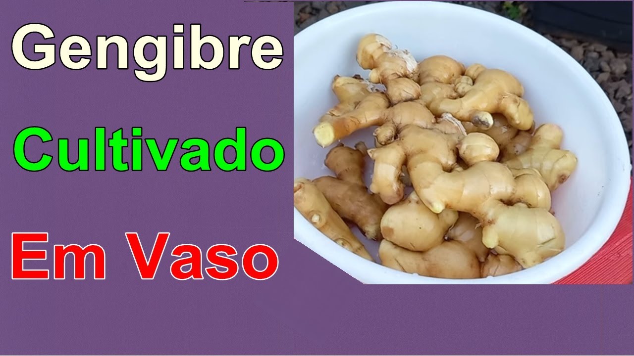 COMO CULTIVAR GENGIBRE EM VASO DE MANEIRA BEM SIMPLES