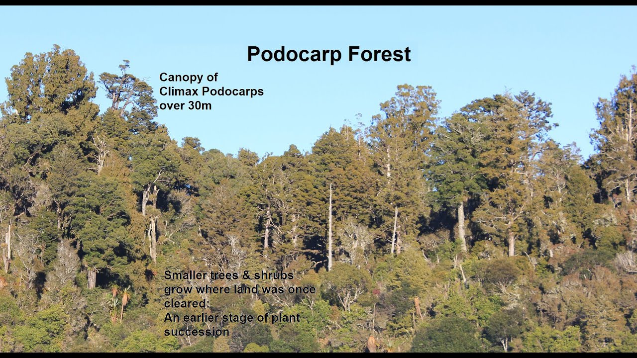 Vegetation Patterns in a Volcanic Environment (Full Version)