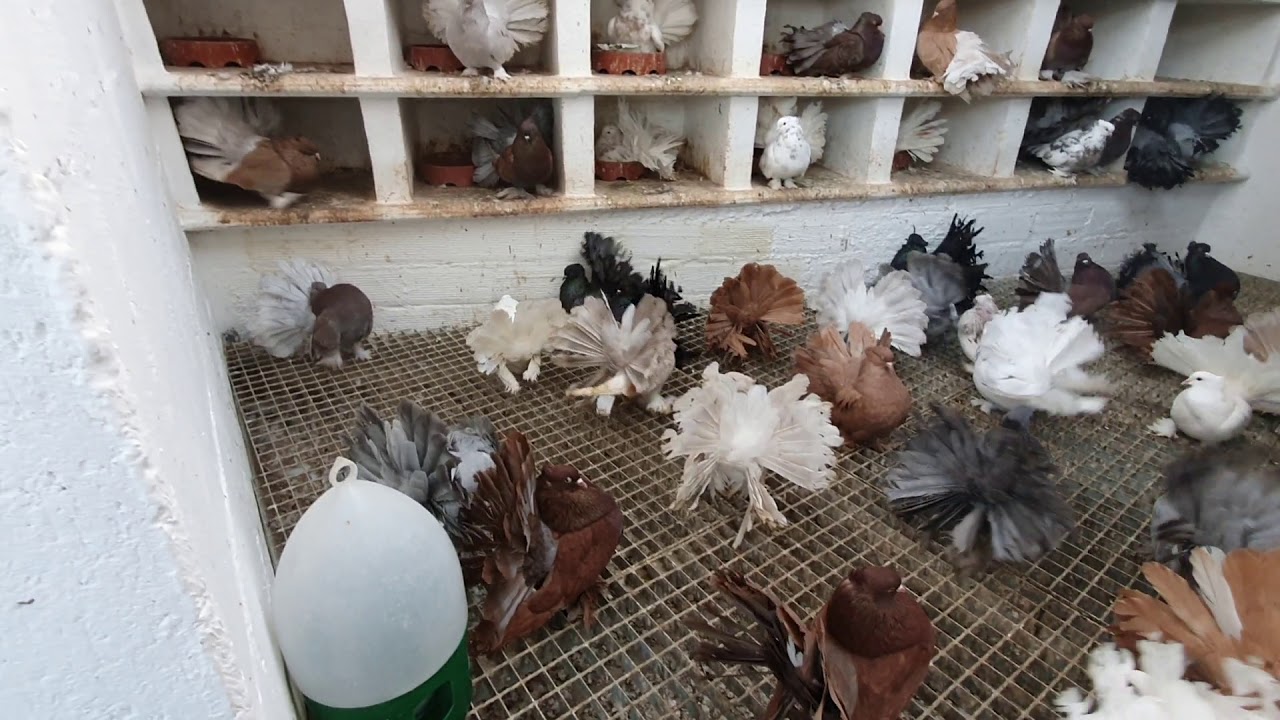 palomas colipavas indias