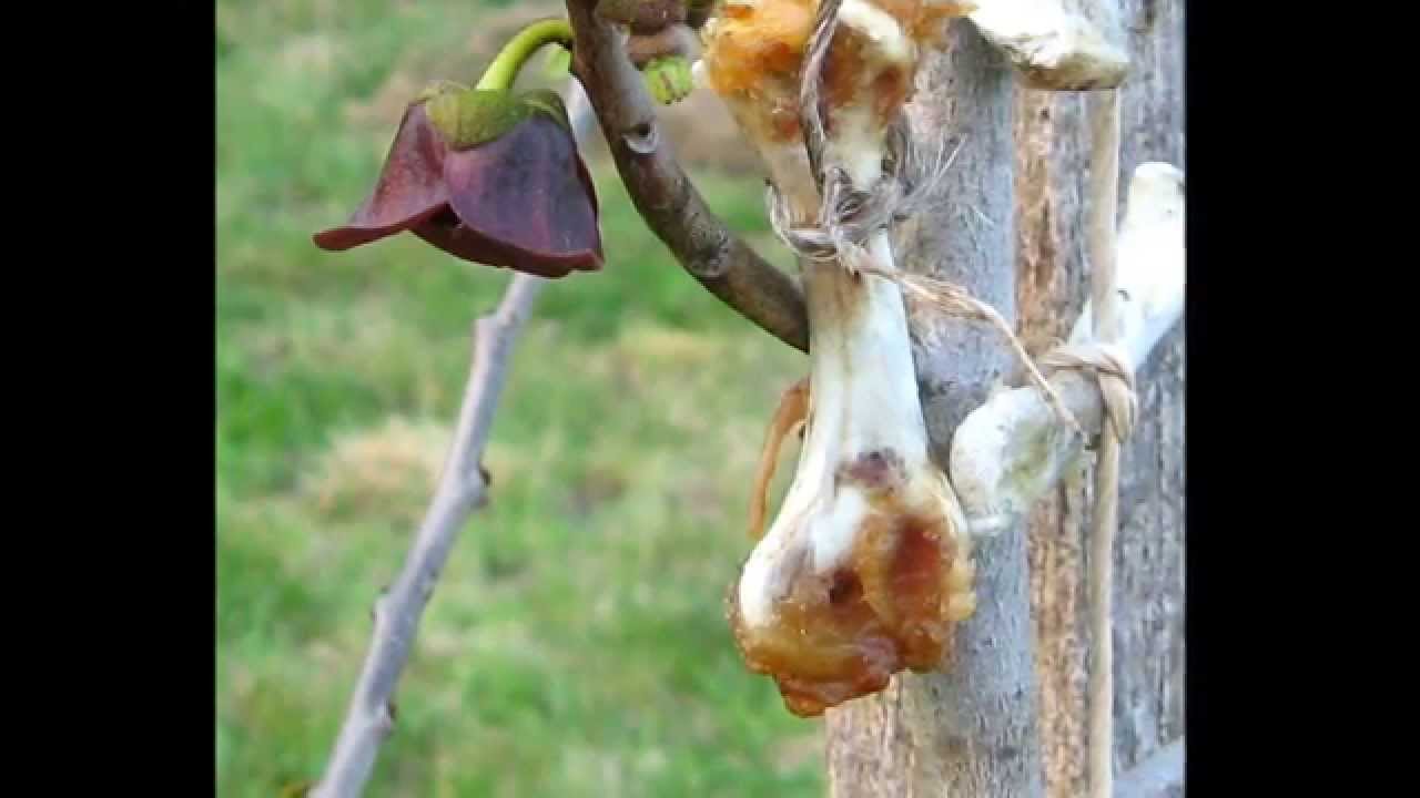 Asimina triloba Jan - Sep 2012