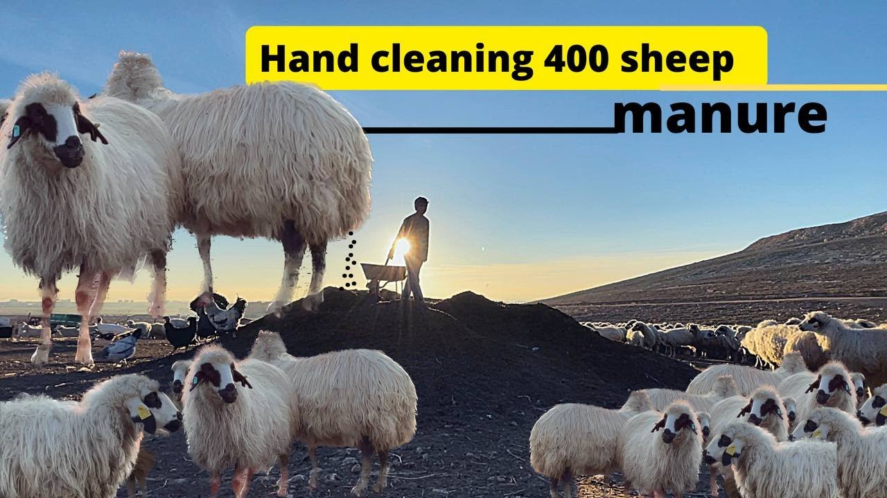 A family of shepherds PART-2 / DAILY LIFE OF A NOMADIC SHEPHERD / Turkey / Village life in Turkey