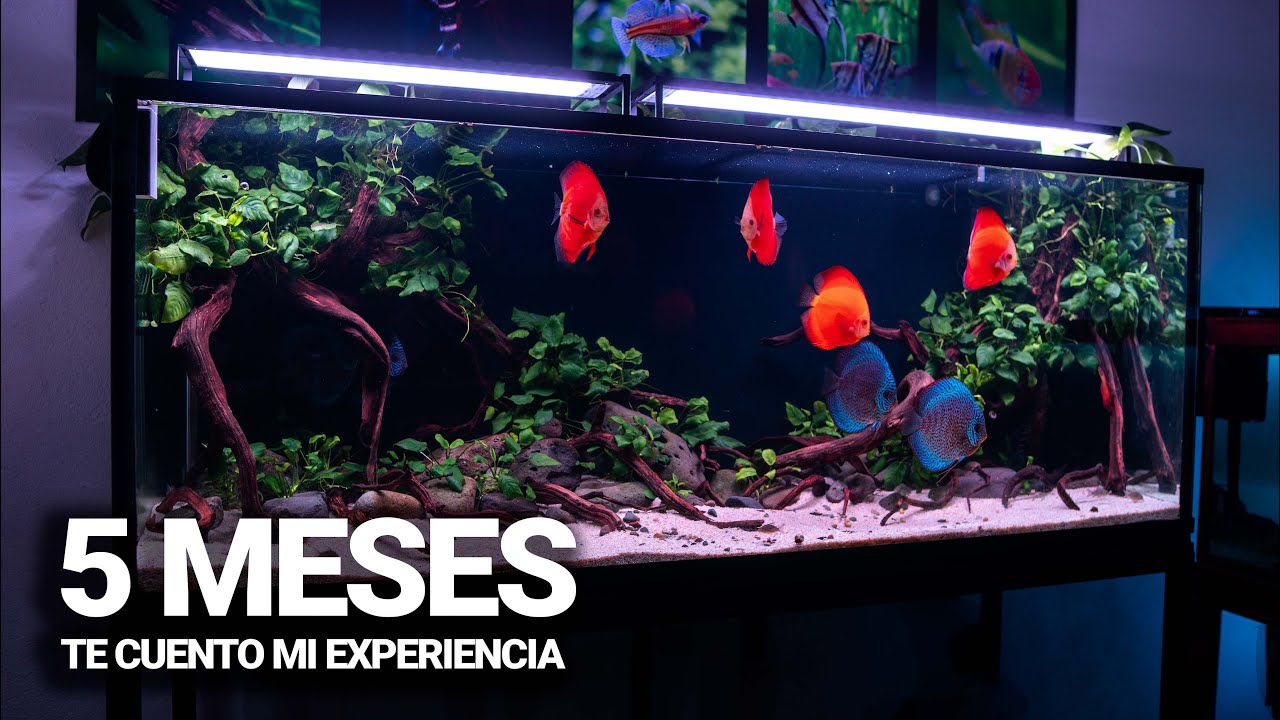 5 MESES con los PECES DISCO (Nueva iluminación, decoración y próximos cambios)