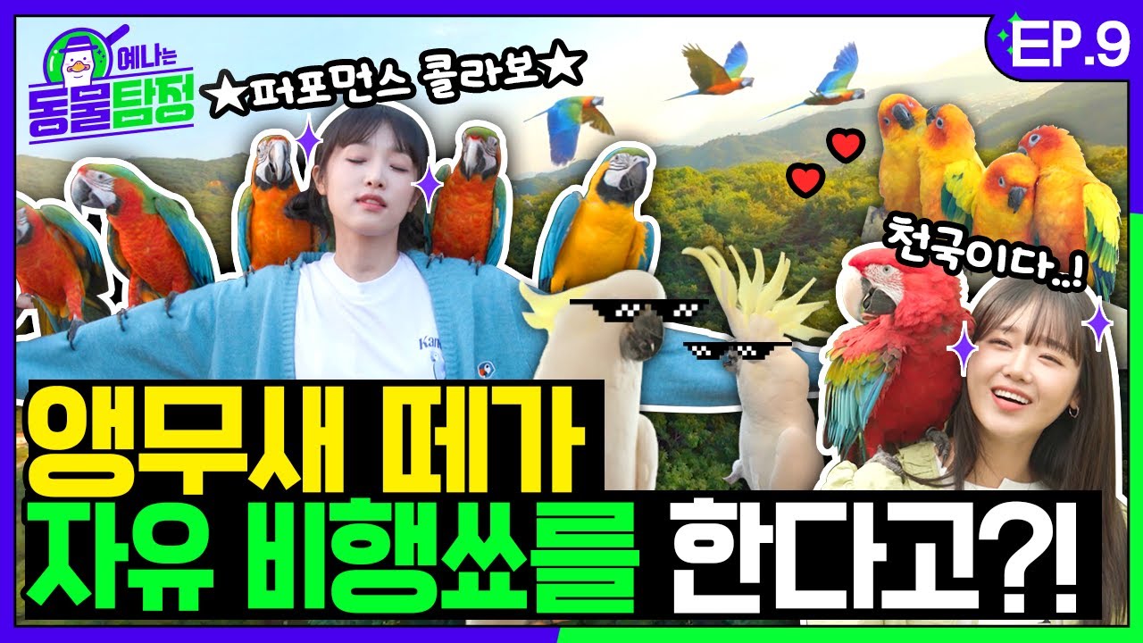 [SUB] 퍼포먼스 맛집에서 귀하디 귀하다는 앵무새 비행쑈 보고 울어버려따...☆ㅣ예나는동물탐정 EP.09