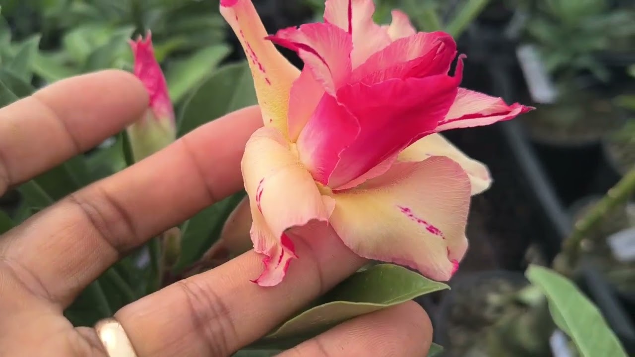 Rosas do deserto isso aqui para vc ❤35 reais cada 