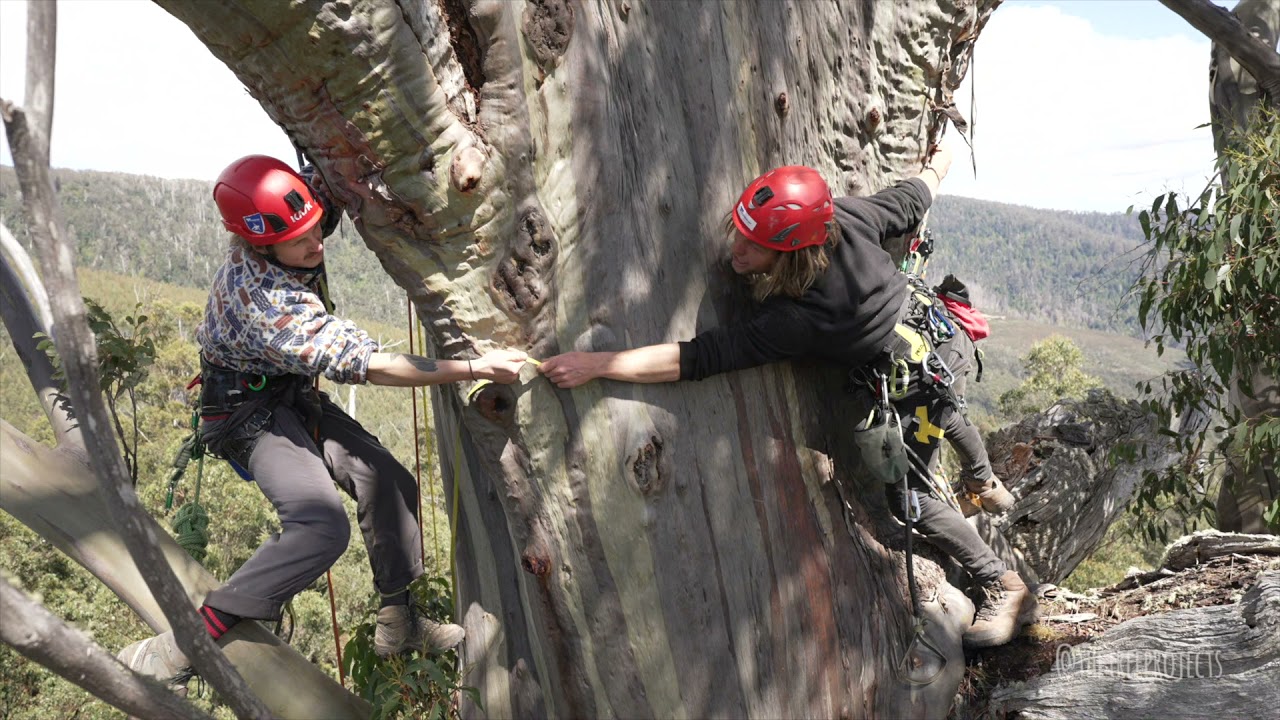 Tasmania's Newest Giant Tree