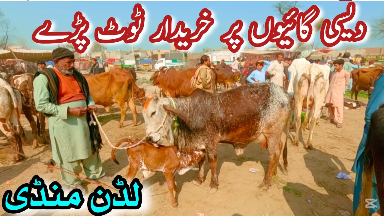 LUDDAN MANDI MEIN DESI COWS KE KHREEDARON KI BARI ENTRY || Pure Sahiwal Cholistani Desi Cows \