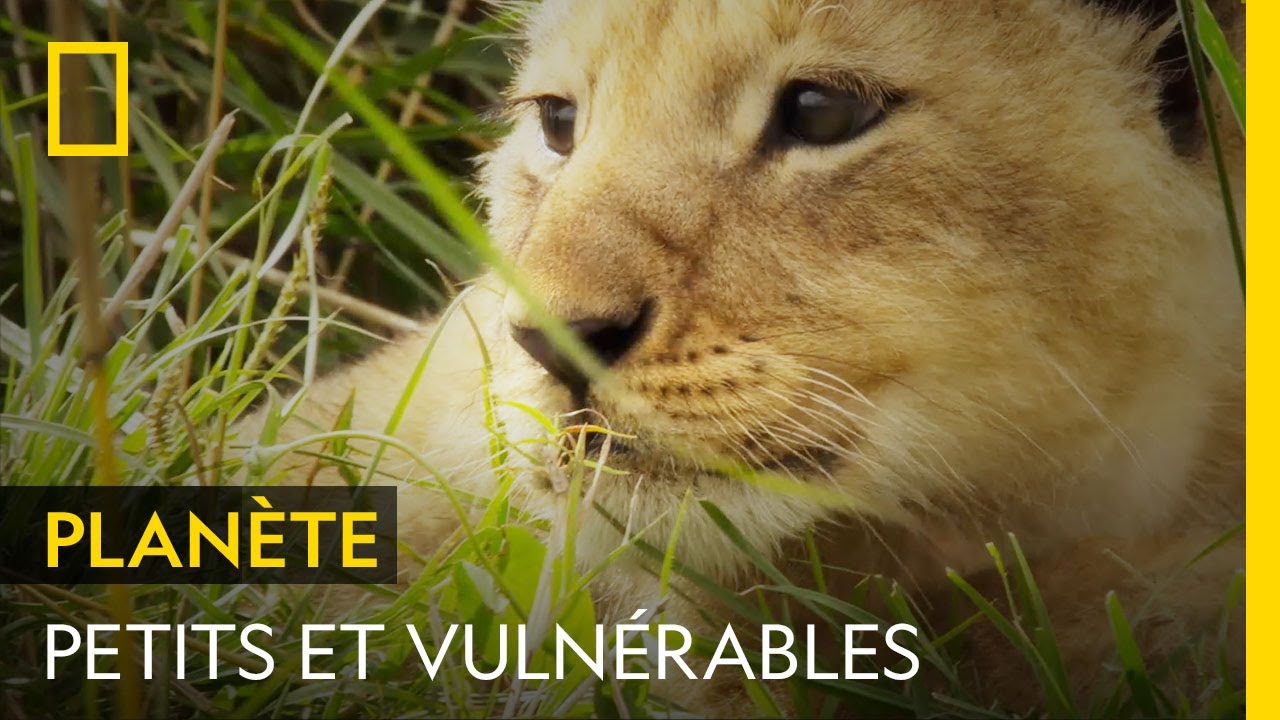 Élever ses lionceaux en les protégeant des prédateurs : le défi d'une lionne