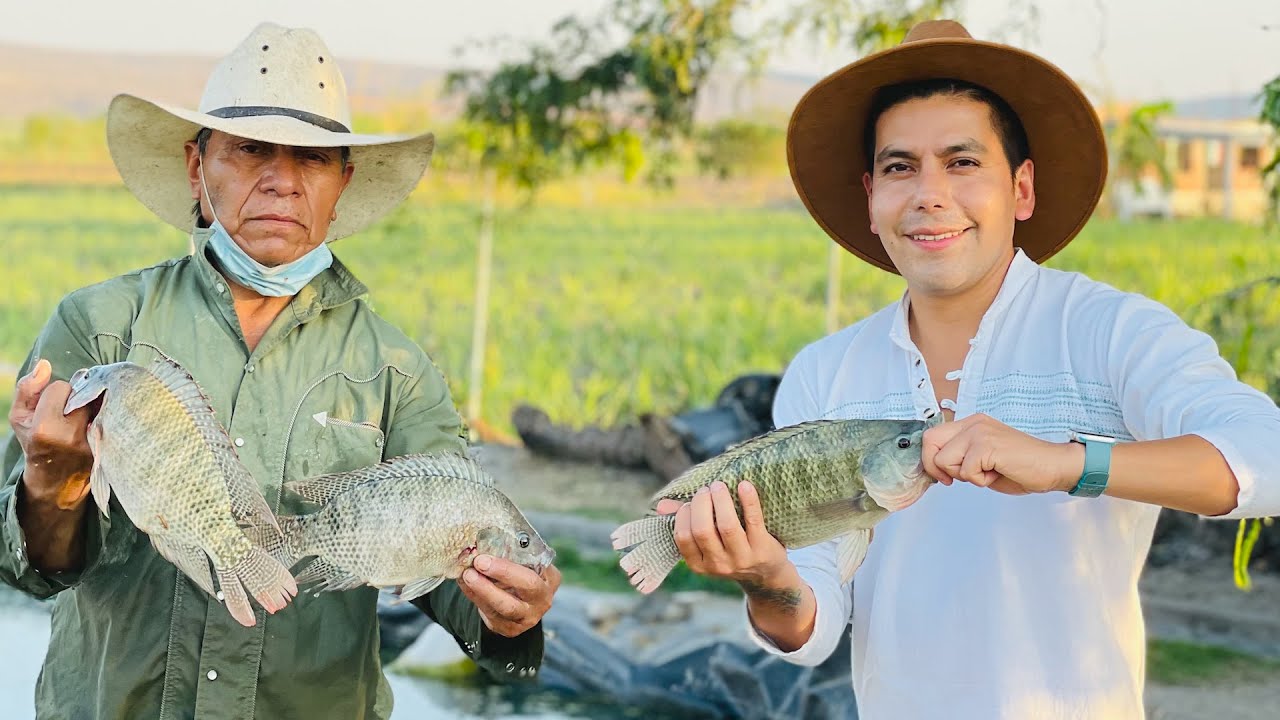 Engorda de Mojarra Tilapia | Sistema abierto | Oxigenación de manera natural | Granjas acuícolas