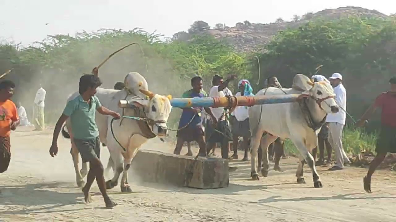 చెర్లోపల్లి న్యూ కేటగిరి విభాగం 1st prize 🏆🥇దుబ్బన్న కొత్తపల్లి&&రఫీ నుతనపల్లె కర్నూల్ జిల్లా