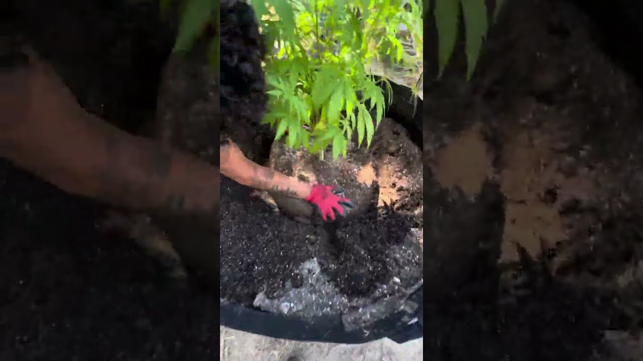HOW TO TRANSPLANT YOUR CANNABIS PLANT 🌱 (@ZAZADERAFA TRANSPLANT METHOD )