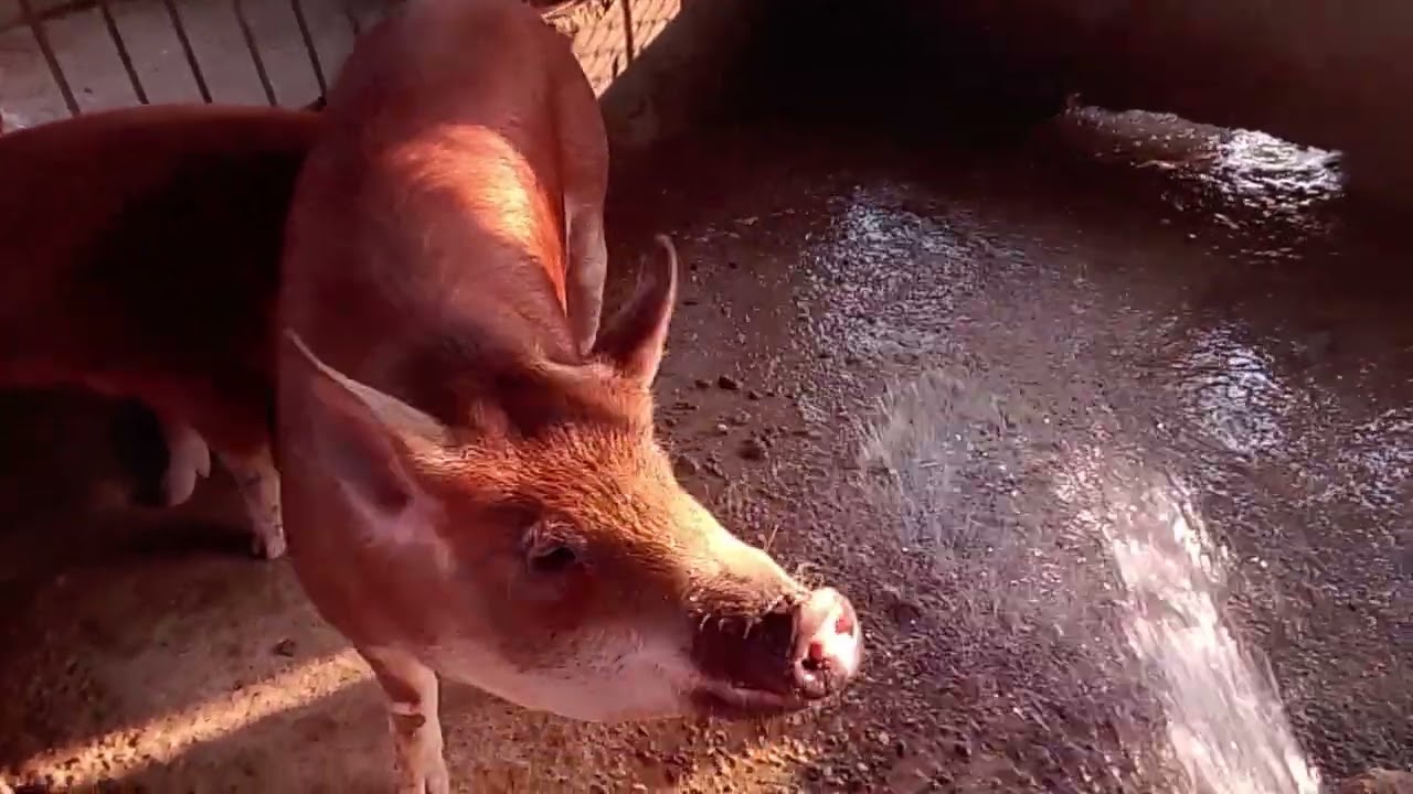 cleaning pig farm #pig 