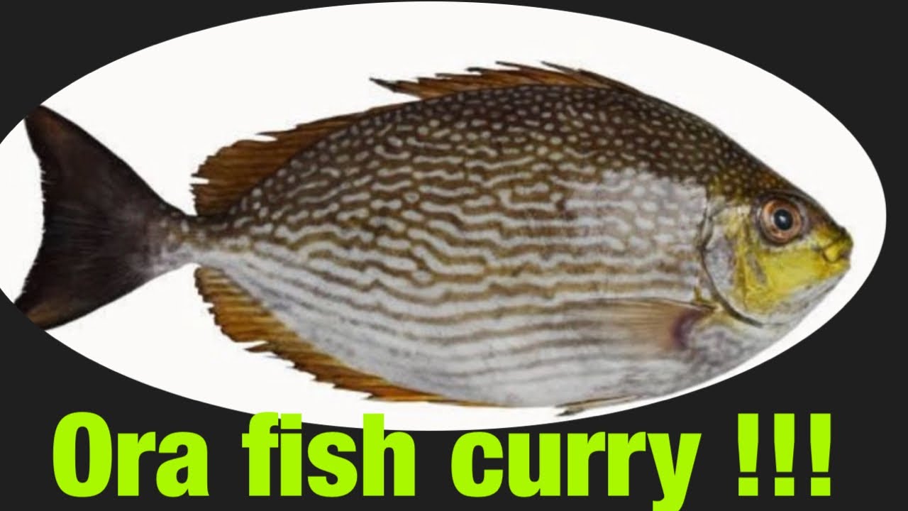 ## ORA FISH CURRY## village style ORA fish kulampu cooking vedio