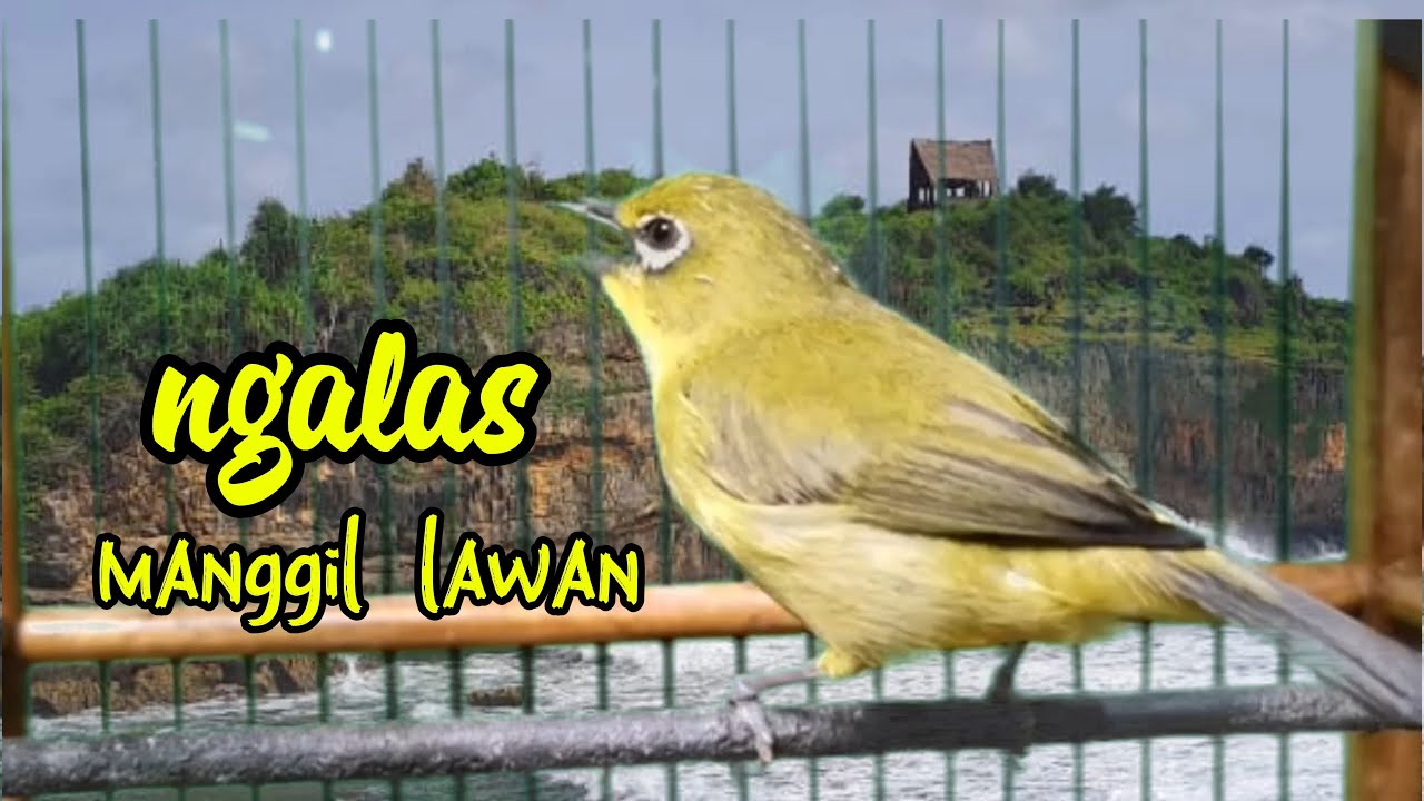 PANCINGAN PLECI GACOR NGALAS MANGGIL LAWAN COCOK UNTUK PLECI DIAM AGAR CEPAT BUNYI DAN GACOR