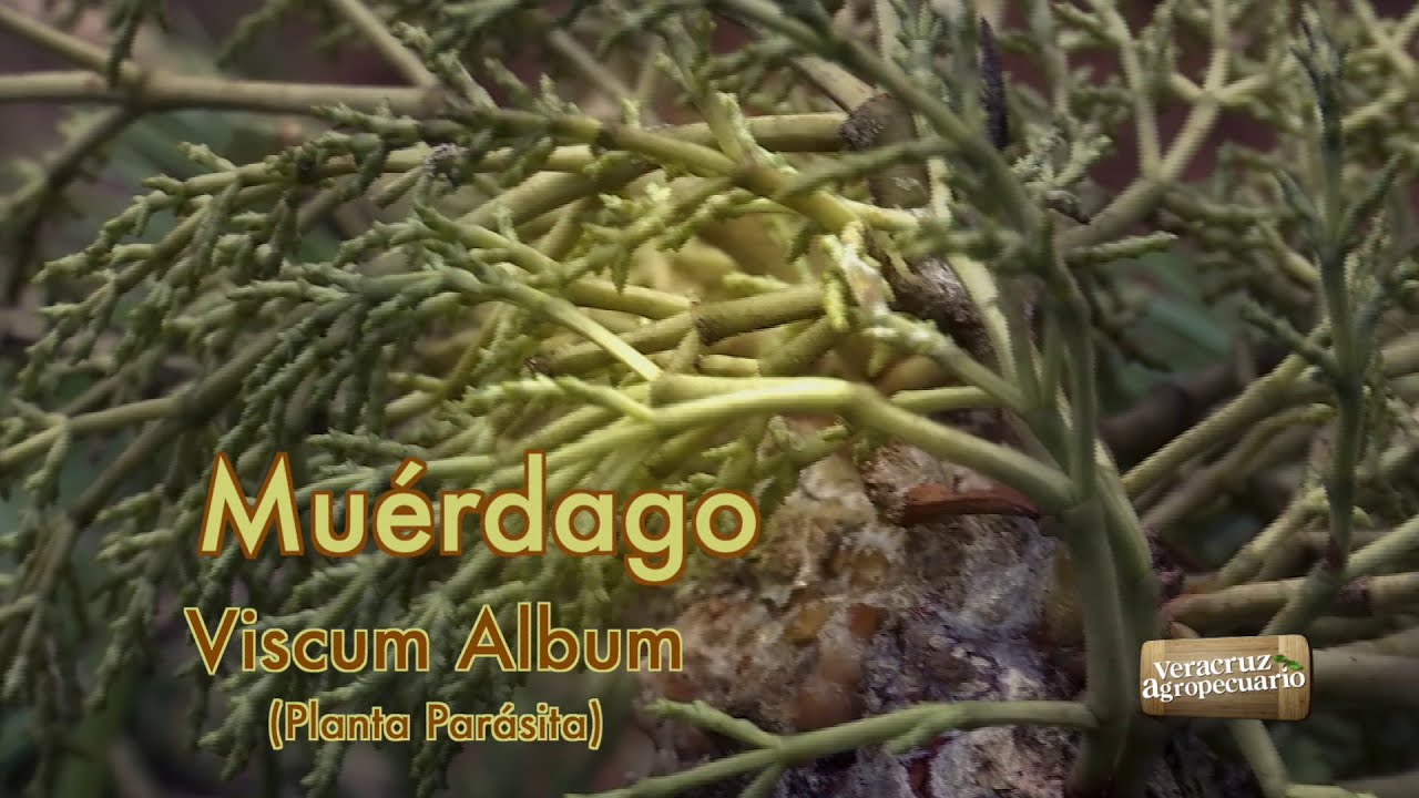 El Muérdago ¿Planta Parásita?
