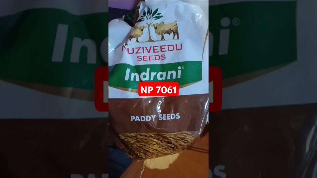 Nuziveedu seeds / NP 7061 / most productive yield #assam127 #shorts #trending #paddy #Nuziveeduseeds