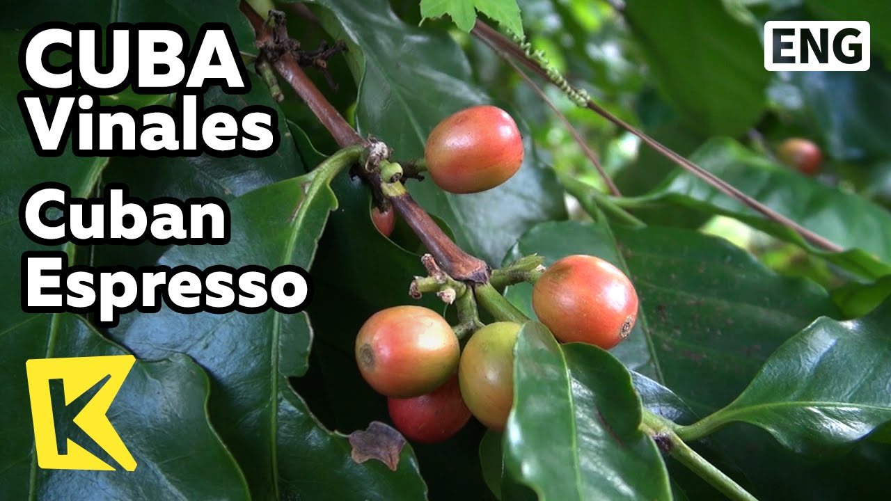 【K】Cuba Travel-Vinales[쿠바 여행-비날레스]달콤한 에스프레소, 쿠바 커피/Cuban Espresso/Coffee