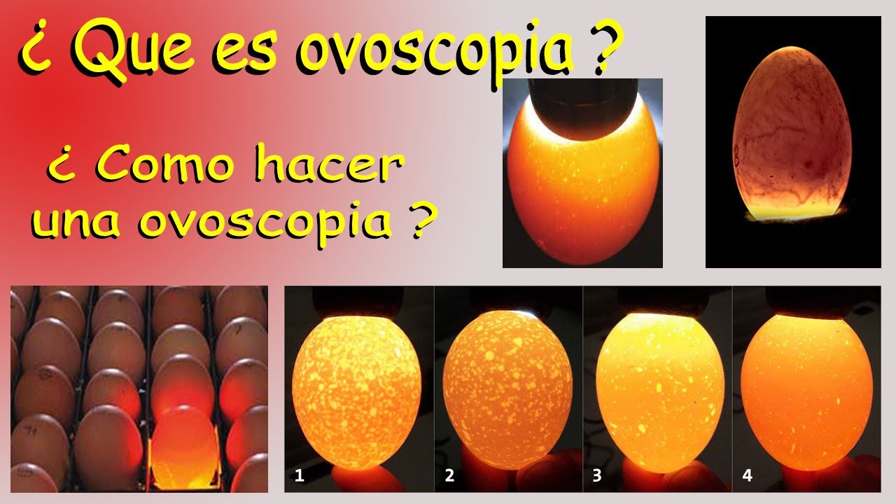 Revisando huevos de pato para saber si son fertiles *OVOSCOPIA *aves de corral