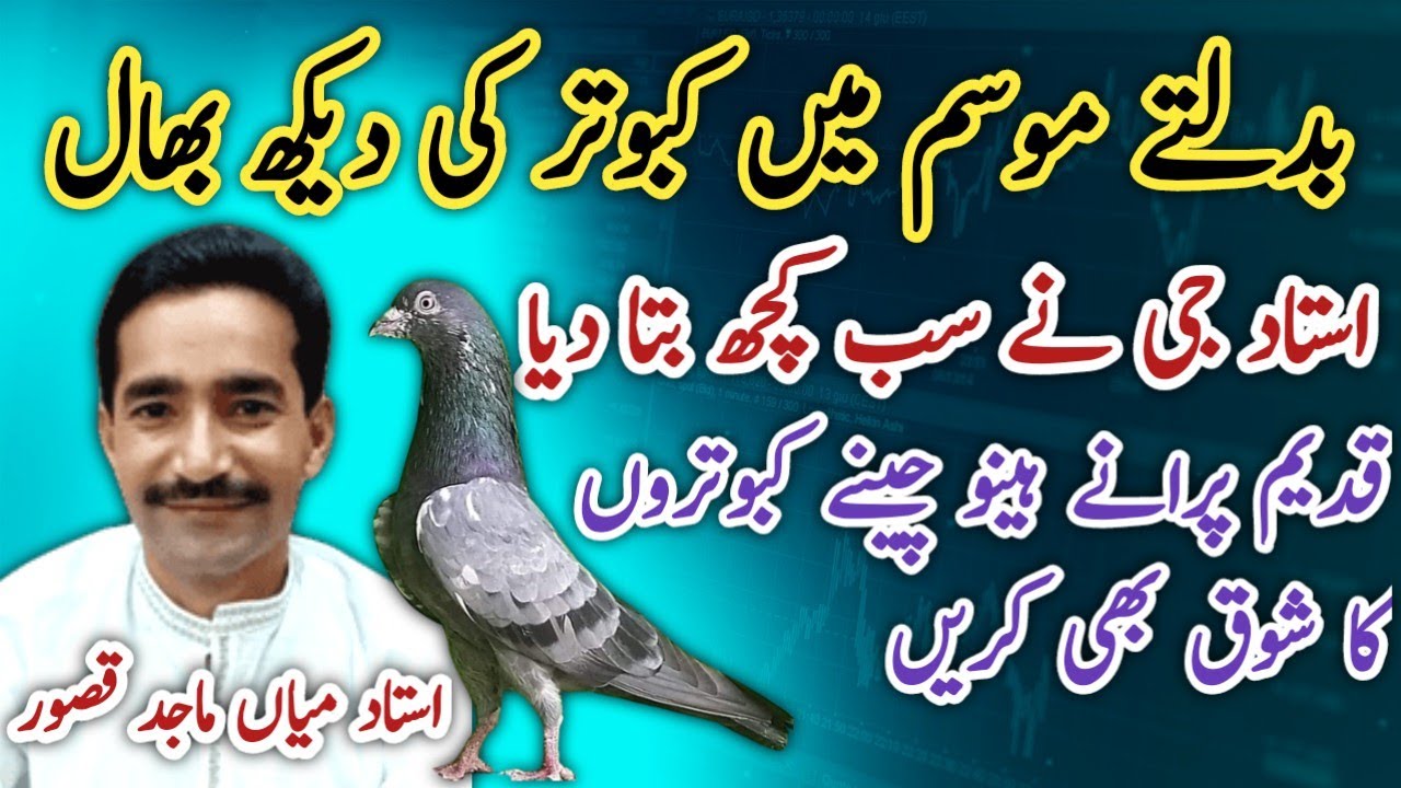 Pigeon Care In Changing Weather | Healthy Discussion || Ustad Mian Nazeer short biography