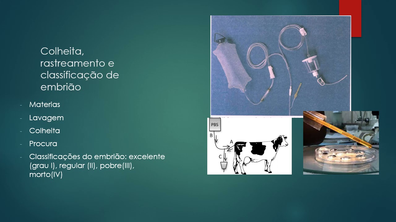 produ&ccedil;&atilde;o de embri&otilde;es in vivo e in vitro