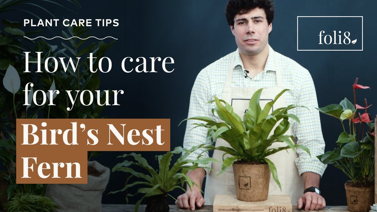 Bird's Nest Fern Plant Care Tips🌿 Asplenium antiquum @ foli8