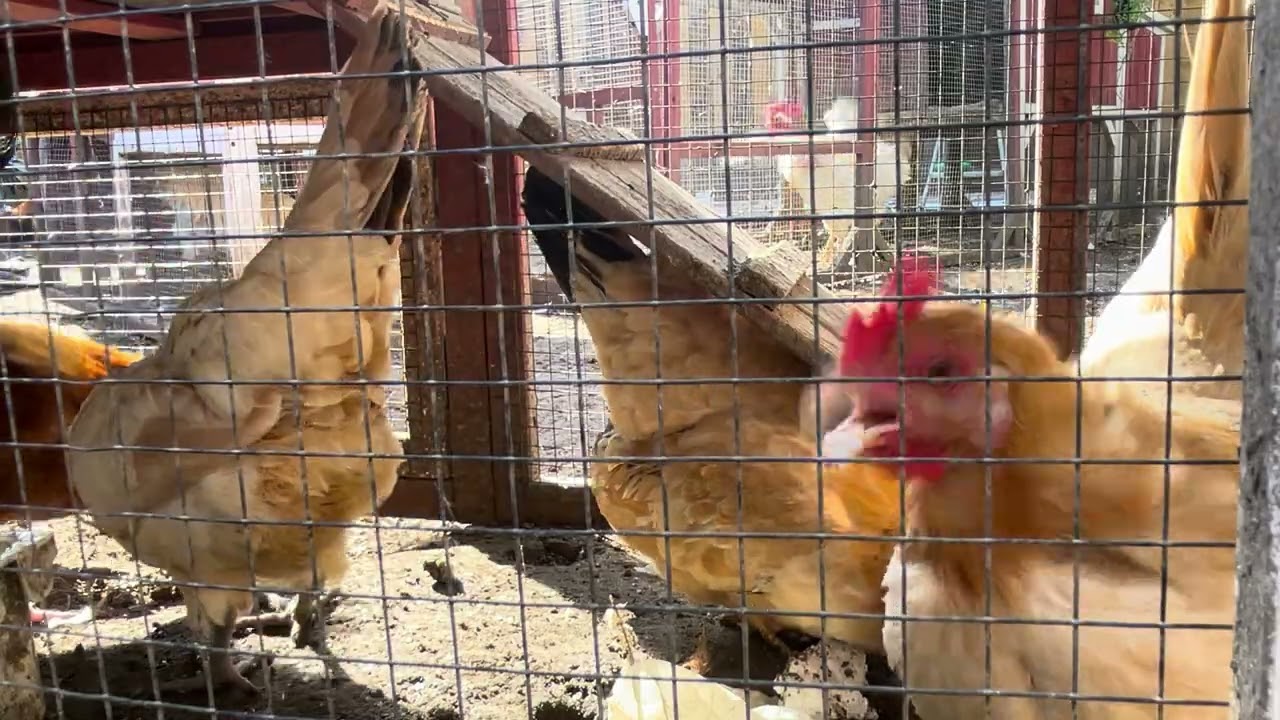 #roosterlovers#roosterfarm#chicken#farmlife#animals#birds#bird#family#naturelovers#nature#henlife