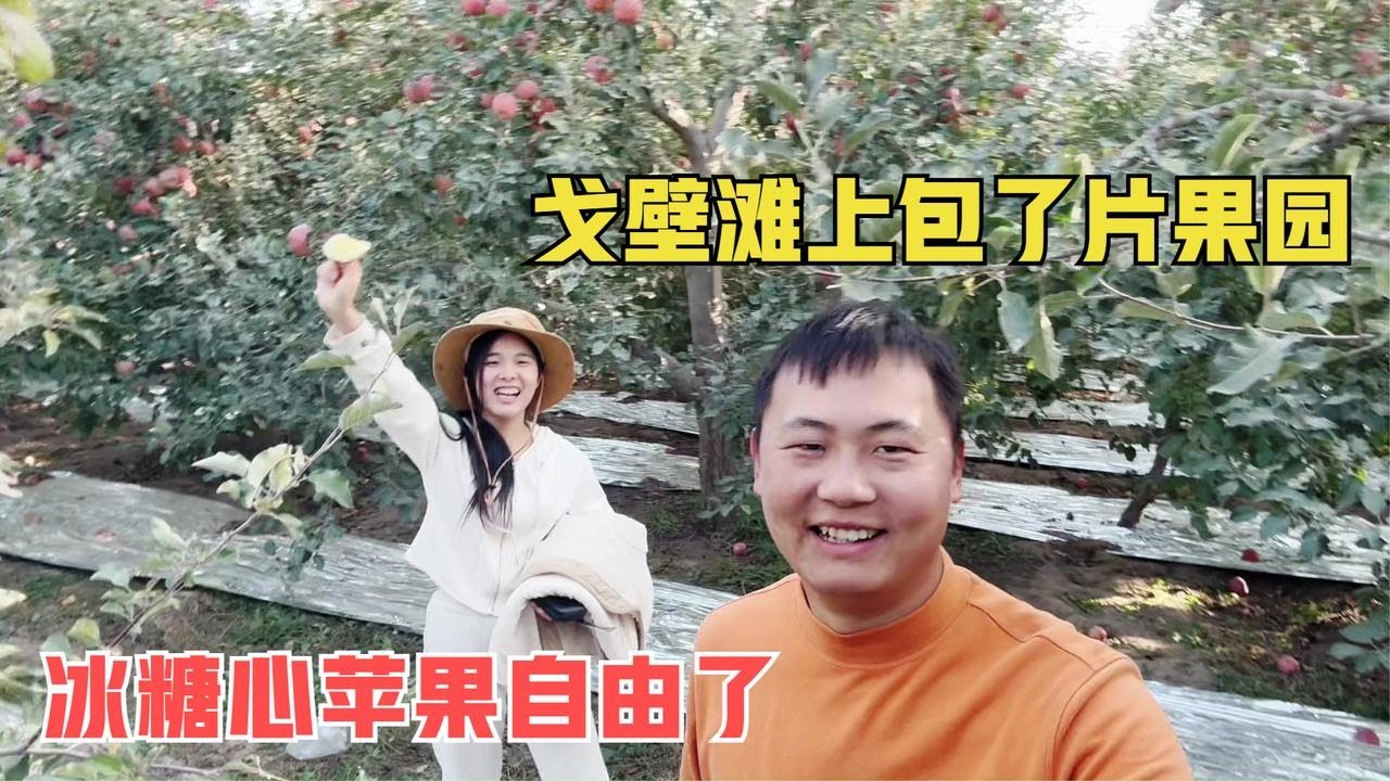找了几天终于找到满意的苹果园，戈壁滩上的冰糖心苹果，味道不错 #阿克苏冰糖心苹果 #优质农产品