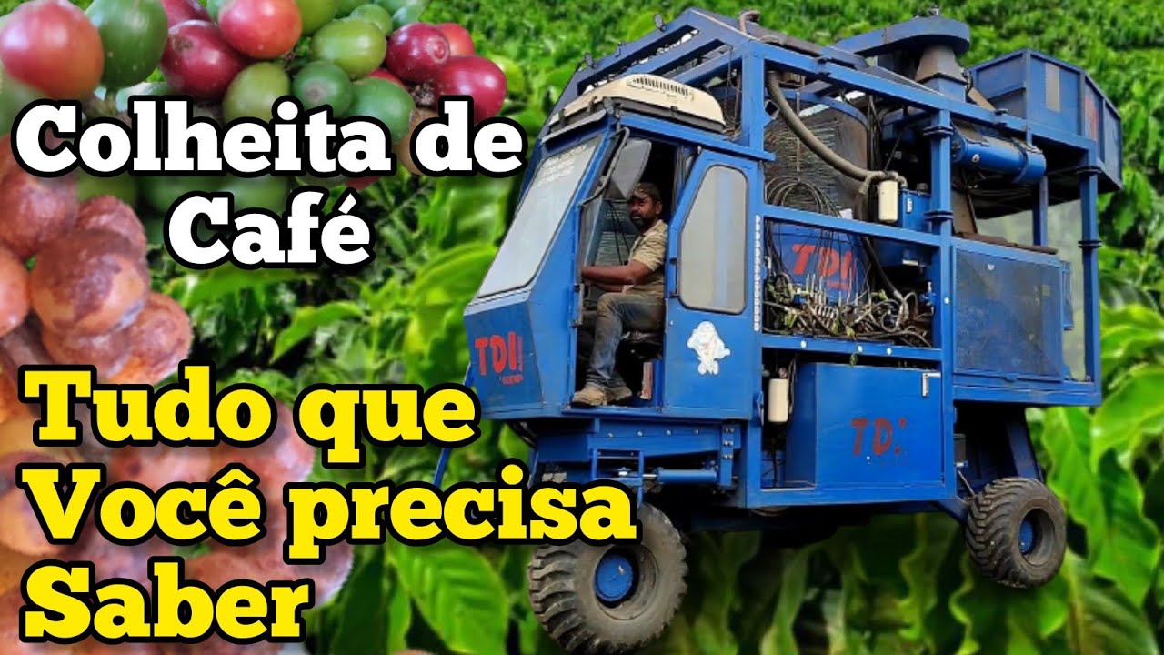 COLHEITA DE CAFÉ MECANIZADA