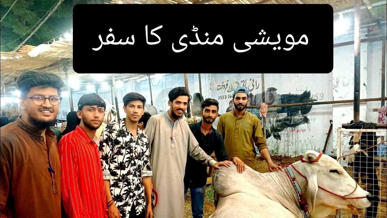 #mandinews #mandi #jdcfoundationkarachi #youtubeshorts #shortsvideo #vlogs #blogs #cow #camel #fun