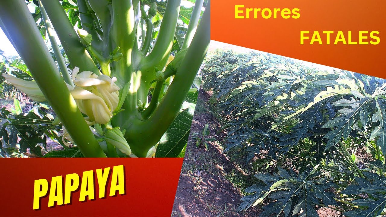 Papaya. Errores Fatales.