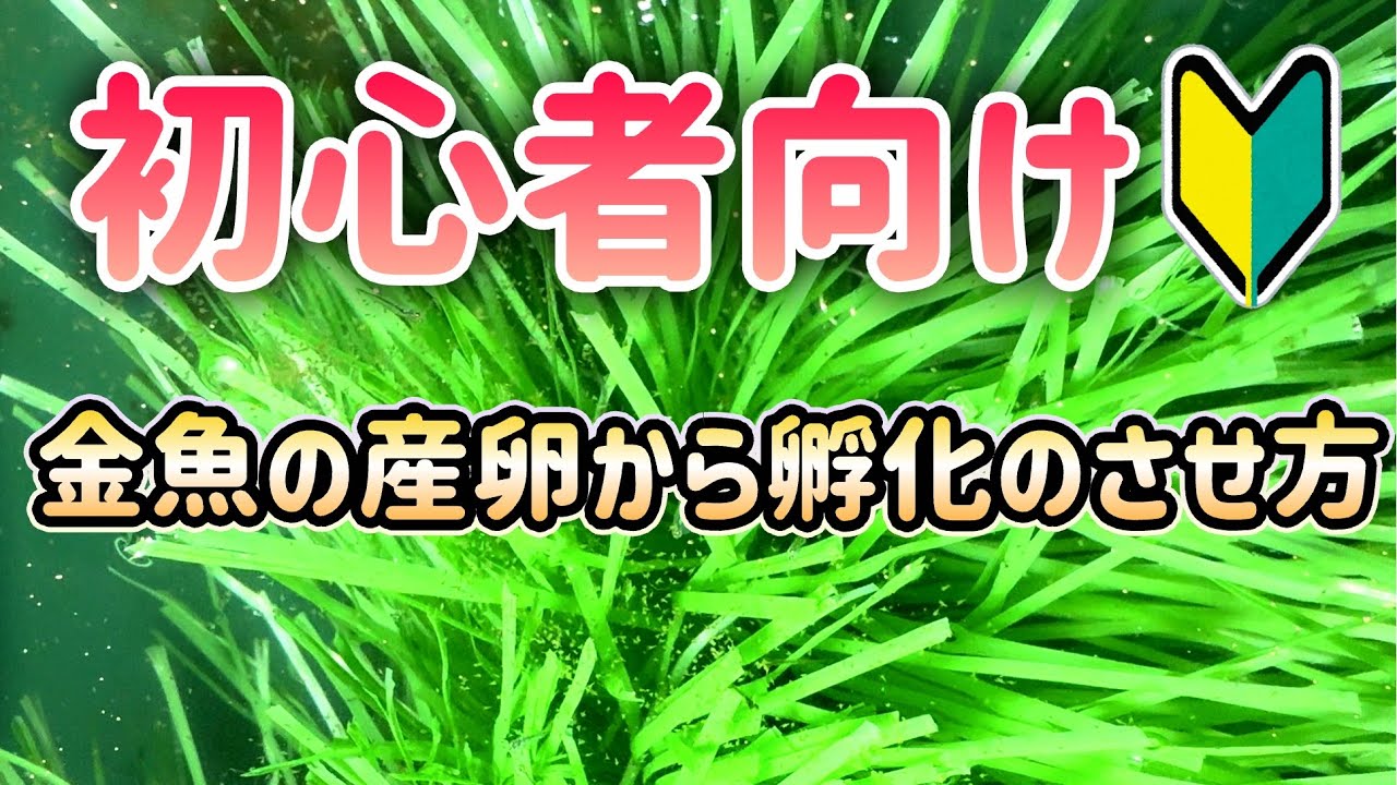 初めて金魚の子引きをする人のための動画