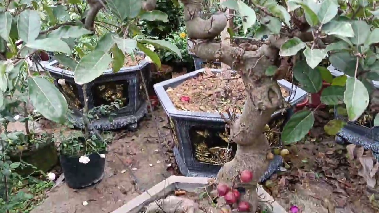 @ Cây trong nhà vườn Anh Đức 5_1_2026