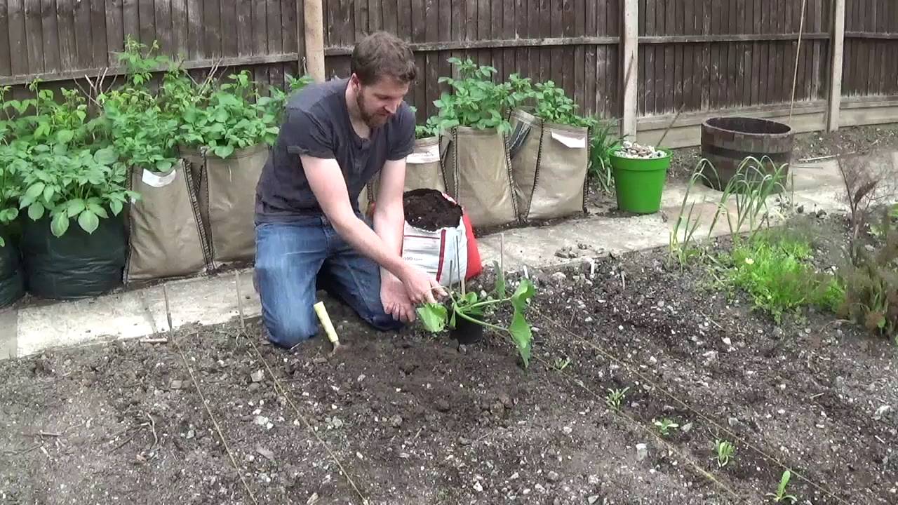 Growing Courgettes