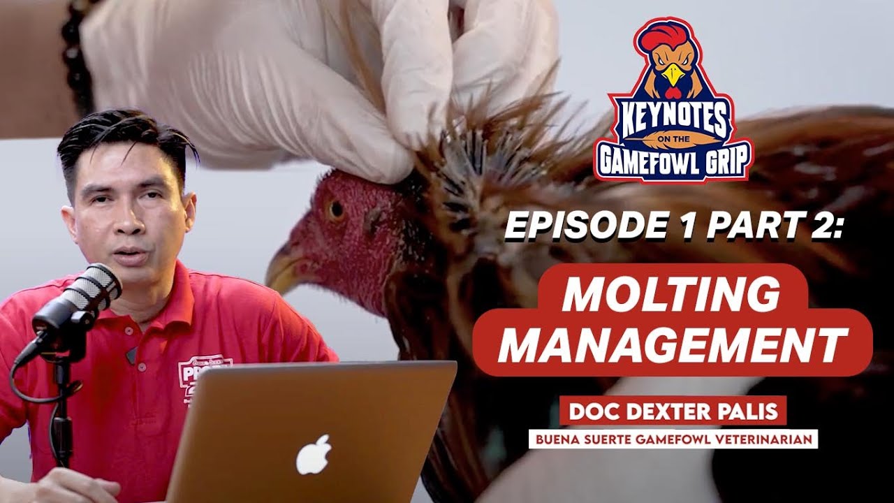 EPISODE 1 PART 2: Molting Management | Keynotes on the Gamefowl Grip
