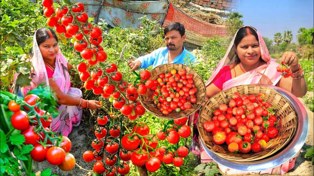 जब सब्जी खाने का मन ना करे तो ये स्वादिष्ट टमाटर की चटनी बनाएं  Tomato Chutney Famous Tomato Chutney