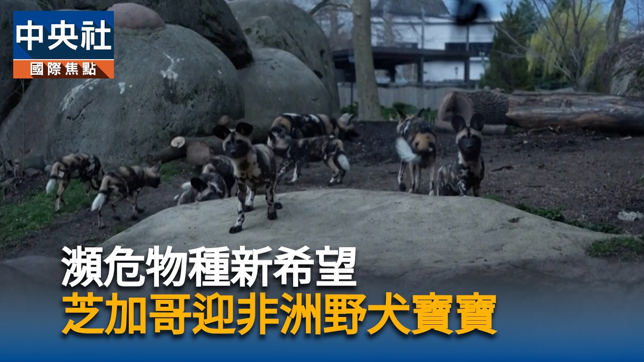 瀕危物種新希望　芝加哥迎非洲野犬寶寶｜中央社影音新聞