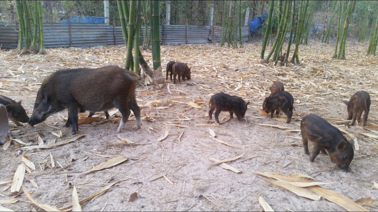 เลี้ยงหมูป่าธุรกิจทำเงิน ตลาดต้องการ รายได้ตลอดทั้งปี