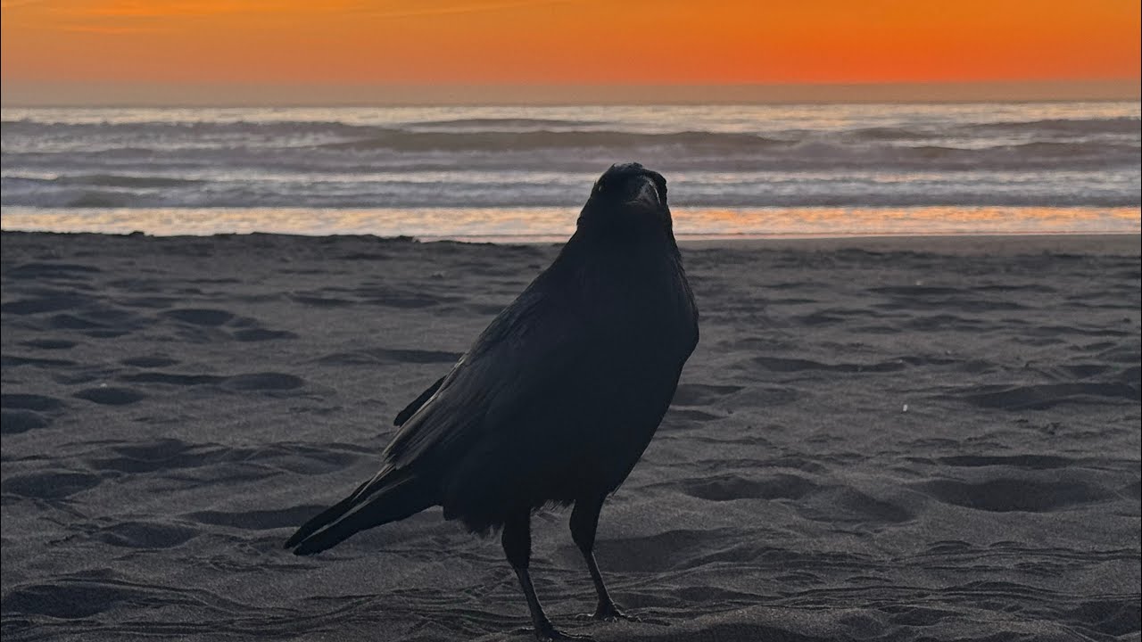 Raven at Sunset Ocean Beach,  San Francisco  #sunset #raven #bird 