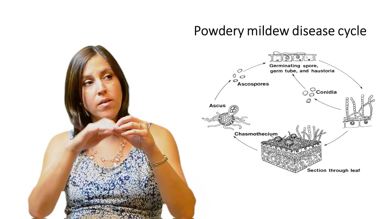 Introduction To Plant Diseases