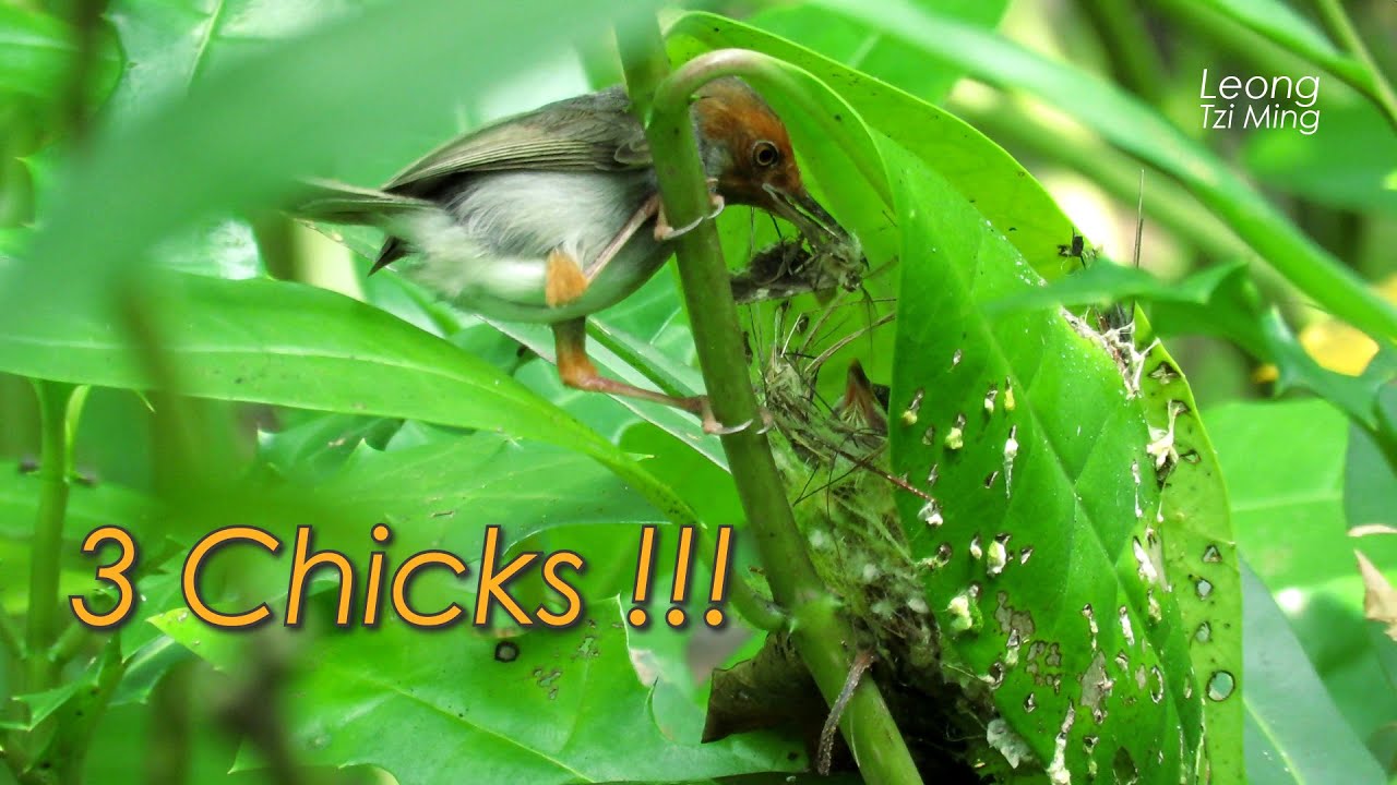 3 Chicks !!! (11Jun2021)