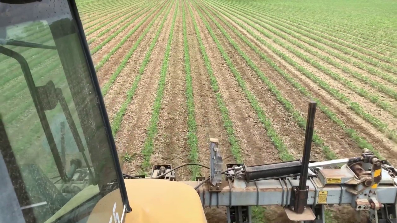 Cultivating organic soybeans 2019