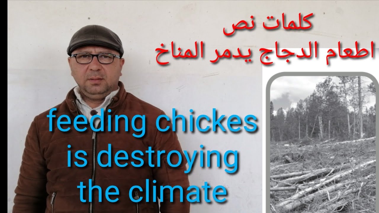 كلمات نص اطعام الدجاج يدمر المناخ.           Feeding chickes is destroying the climate