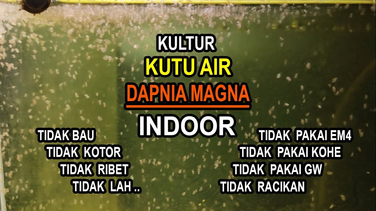 Kultur Kutu Air Daphnia Magna Indoor (Tidak Bau, & Tidak Ribet) PASTI BERHASIL