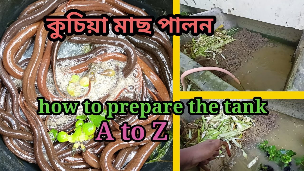 Eelfish farming / কুচিয়া মাছ পালন / how to prepare the tank