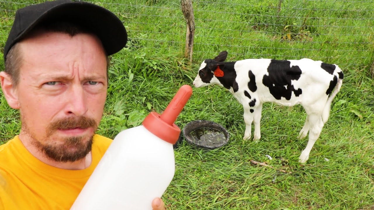 We're Worried Calf Is Getting Dehydrated  - pushing fluid