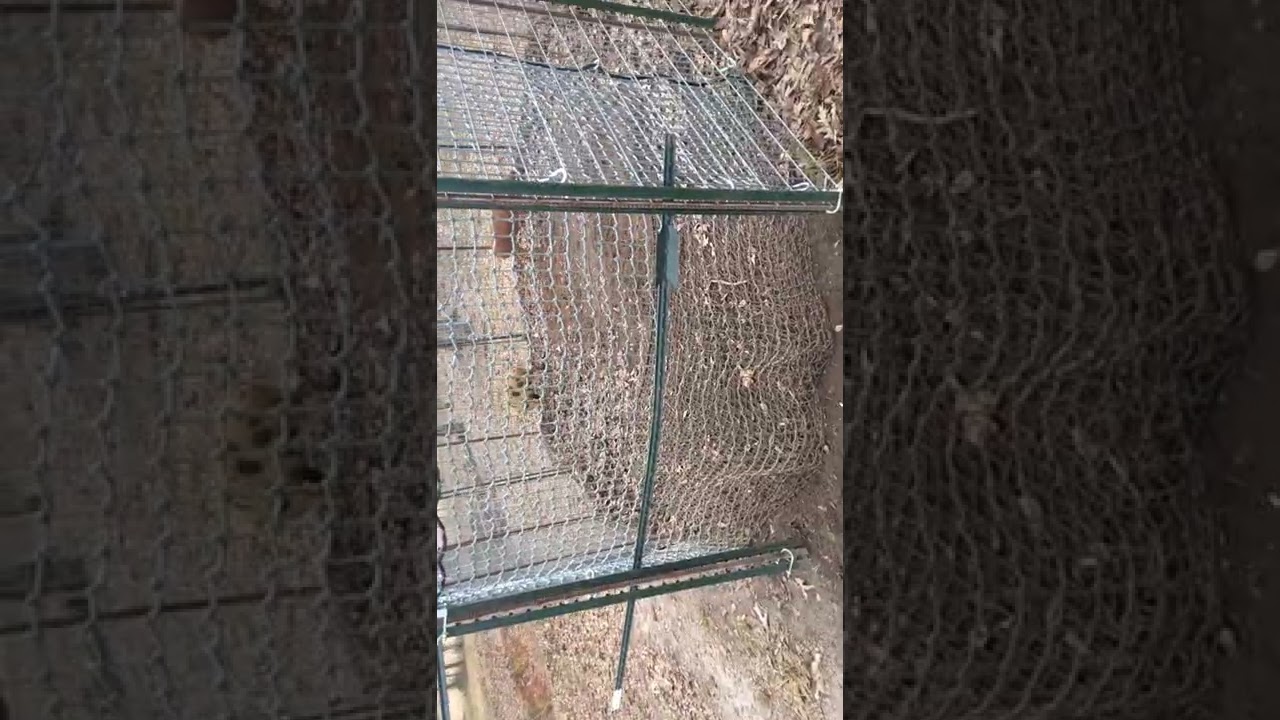 Hog Net Trap