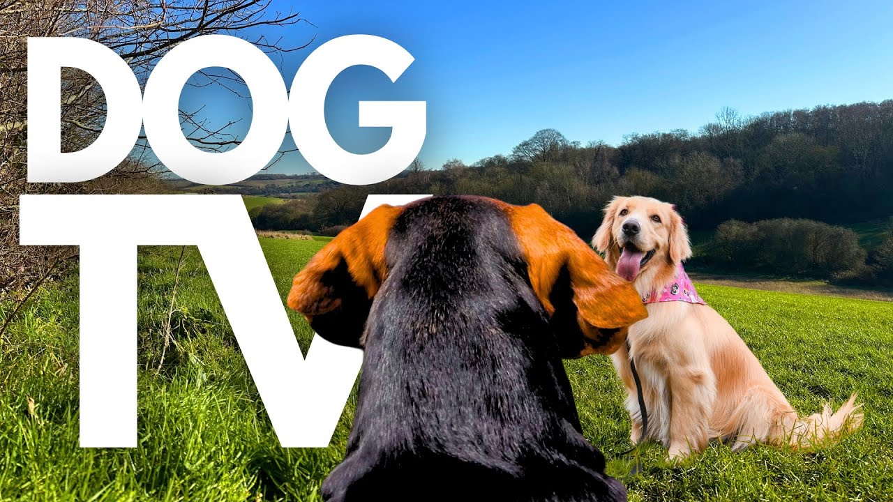 GoPro DogTV | 10hrs of Tranquil Virtual Dog Walks Through Relaxing Country Parks 🐾🌴 Dog POV